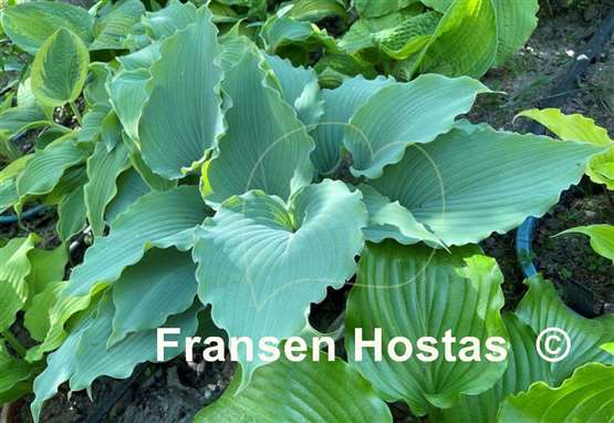 Hosta Skywriter